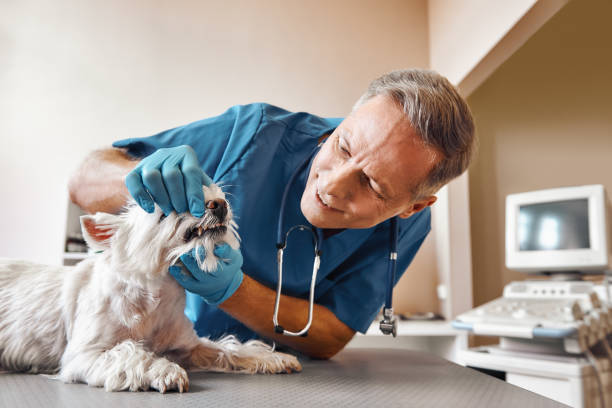 Best Emergency Tooth Extraction in Boise, ID